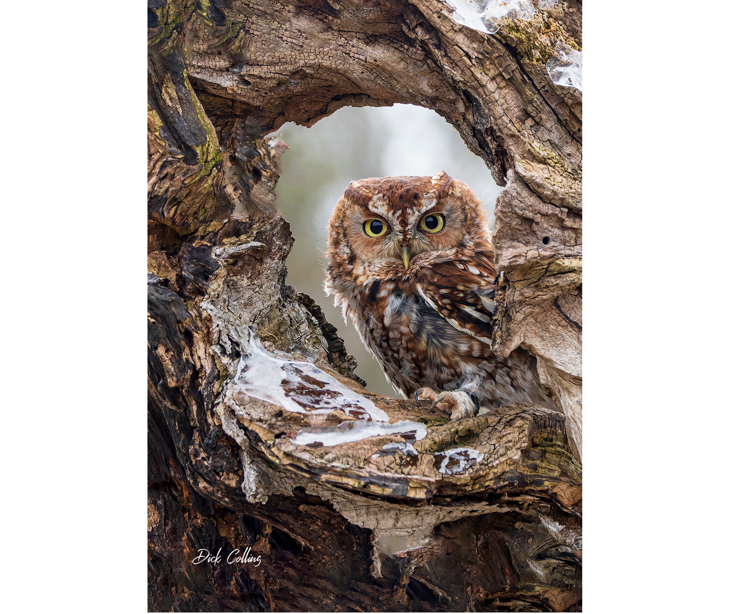 EASTERN SCREECH OWL Red Morph #1 ready to hang - High Def.Dye Sublimation Photo /Wildlife photo / Wi