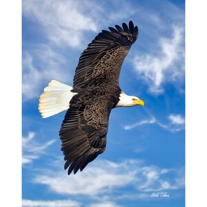 BALD EAGLE flying ready to hang Dye Sublimation Photo Flying Eagle Photo National bird Wildlife print Nature Photos patriotic eagle wall art