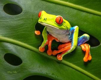 Red-eyed Tree Frog Ready to hang Dye-sublimation print / Costa Rica / dart Frog / Tropical Frog