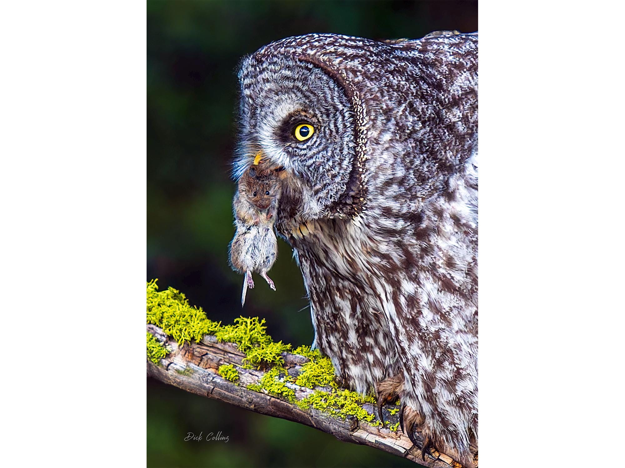 GREAT GRAY OWL #2  w/ Prey ready to hang High Def.Dye Sublimation Photo /Wildlife photo / Wild Bird 
