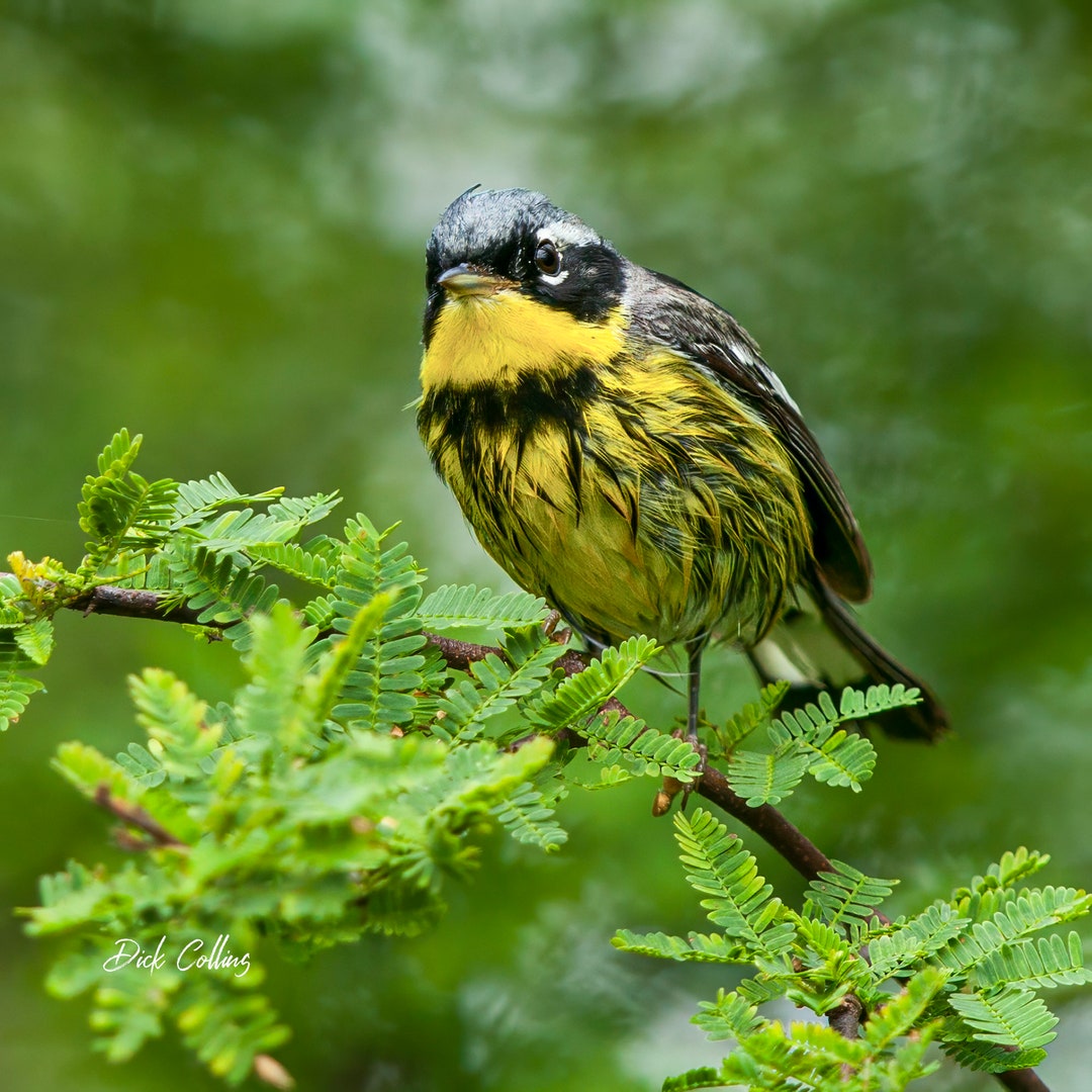 Magnolia Warbler Ready to Hang Dye Sublimation Photo / Wild Bird Wall ...