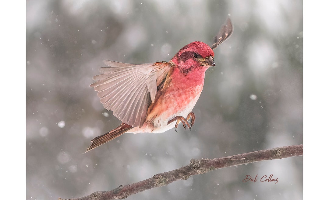 PURPLE FINCH LANDING Ready to Hang Dye Sublimation Photo Etsy