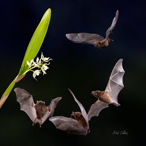 Orange Nectar-eating Bats - ready to hang photo