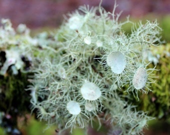 Old Man's Beard, Usnea Lichen con un regalo misterioso gratis