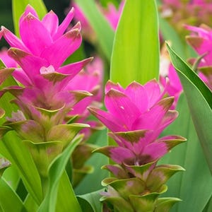 Organic Tumeric Root(Curcuma Longa) Fresh Roots, 16 Roots Ready To Use Or Plant. Very fast growing and multiplying