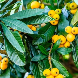 Organic Loquat Leaves (Japanese Plum) 1 gallon with Free Mystery Gift