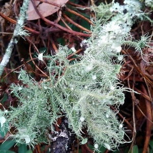 Old Man&#39;s Beard Usnea Lichen on Branch