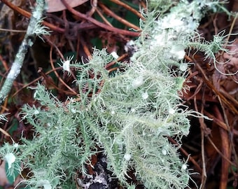 Barba de viejo Usnea liquen en rama