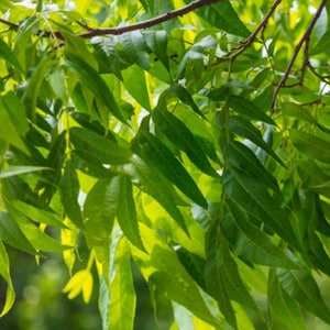 Organic Live Pecan Leaves 1 gallon with Free Mystery Gift