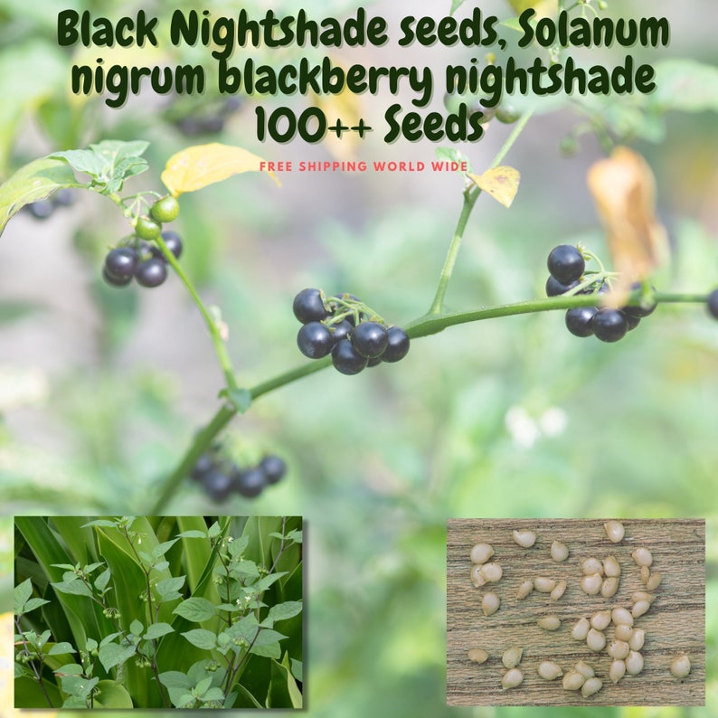 Black Nightshade Seeds Solanum Nigrum Blackberry Nightshade Etsy