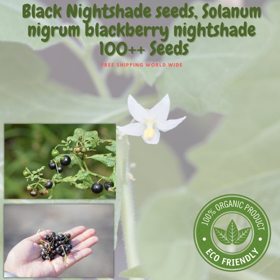Black Nightshade seeds Seeds Solanum nigrum blackberry nightshade  100+
