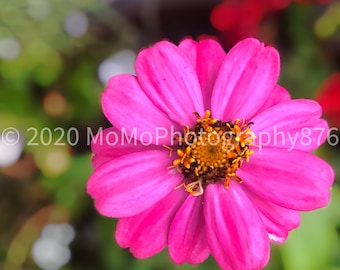 Pretty Pink Flower Print