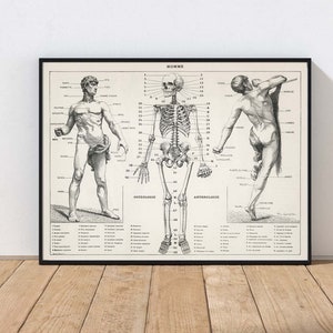 Vintage Anatomy Chart Poster Wall Art Print Medical Medicine Science Scientific Doctor Office Decor MAILED Print or INSTANT DOWNLOAD ANAT1