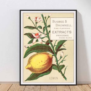 May include: Framed vintage print featuring a vibrant yellow lemon on a branch with green leaves and delicate white and pink flowers. The print includes text: "Bugbee & Brownell, Fine Flavoring Extracts, Providence, Rhode Island."