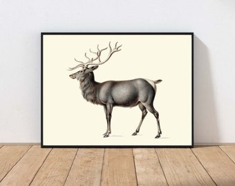 Vintage Raindeer Deer Wall Art Print Image Antique Forest Nature Christmas Holiday Gift Home Decor MAILED Print or INSTANT DOWNLOAD ANMR106