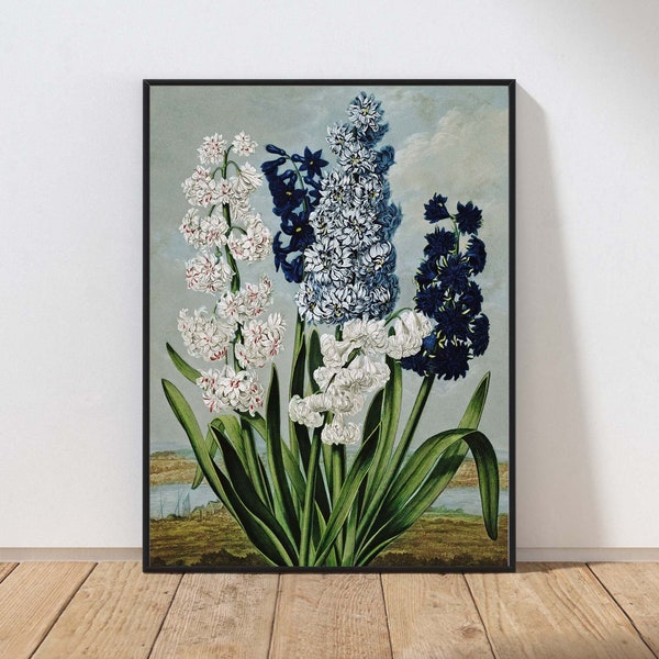 Hyacinth Blue - Etsy