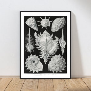 Ernst Haeckel Seashell Wall Art Print Black Background Vintage Antique Marine Science Sea Ocean Nature MAILED Print INSTANT DOWNLOAD ERNS1