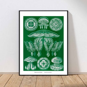 Emerald Green Wall Art Print Ernst Haeckel Jellyfish Vintage Antique Marine Science Sea Ocean Nature MAILED Print or INSTANT DOWNLOAD ERNS6