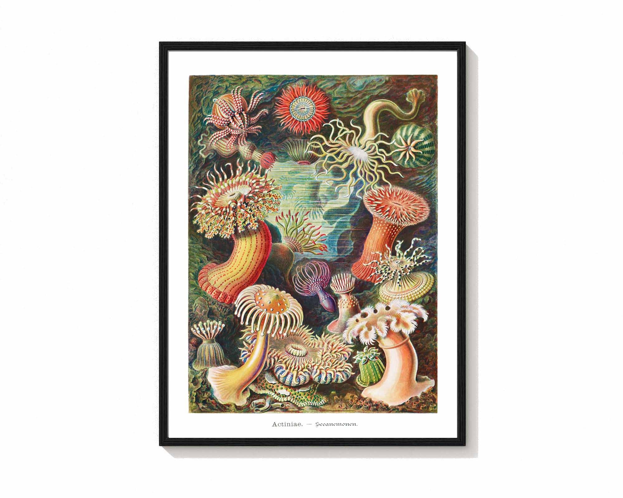 Actiniae Sea Anemone Wall Art Print Ernst Haeckel Colorful picture photo