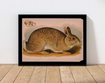Hare Rabbit Vintage Antique Print Wall Art Rustic Farmhouse Country Cabin Forest Nature Decor MAILED Print or INSTANT DOWNLOAD ANMR105