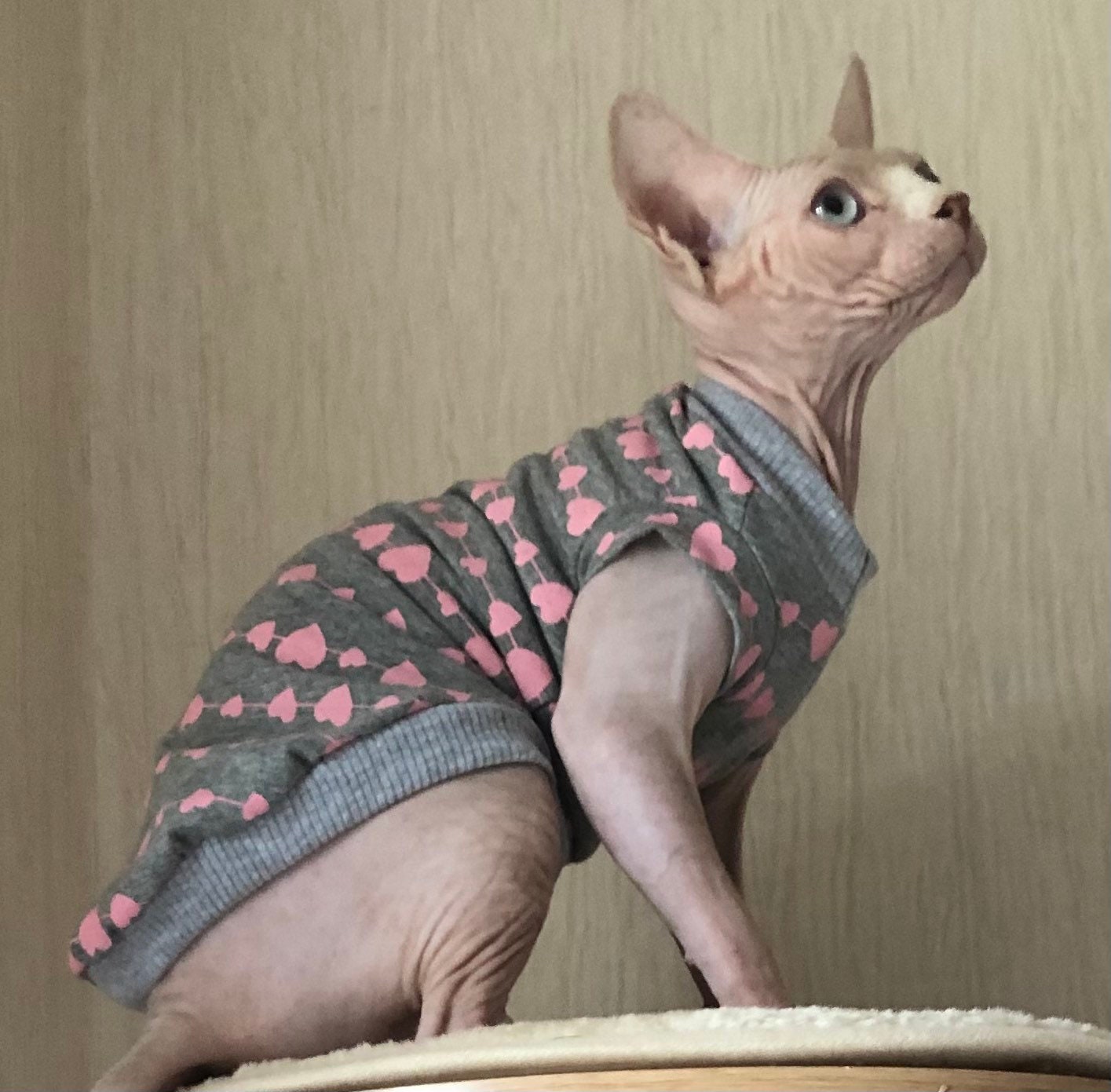 Handmade clothes for Sphynx kittens and other cats. Outfit for Etsy