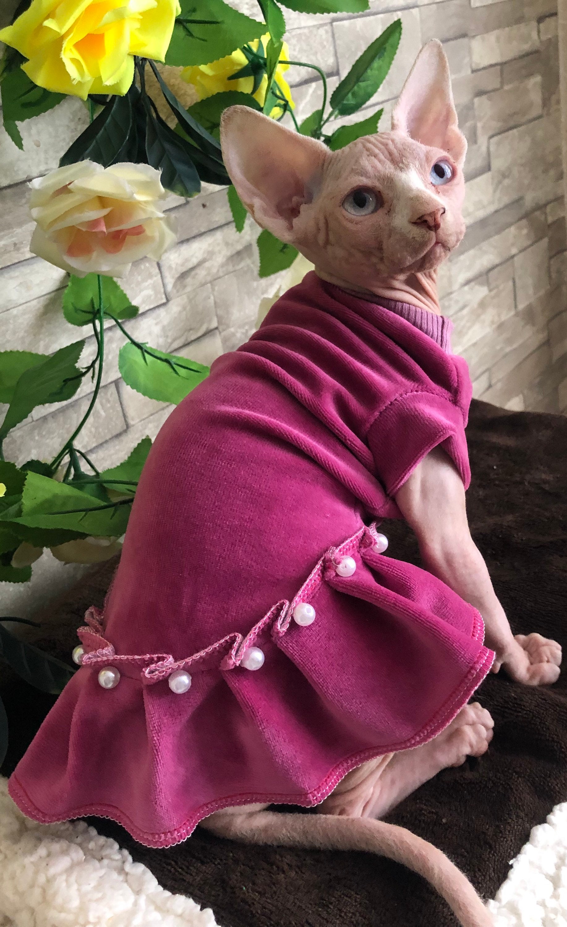 Dress for Sphynx kittens.Clothes for cat.Outfit for kitten Etsy