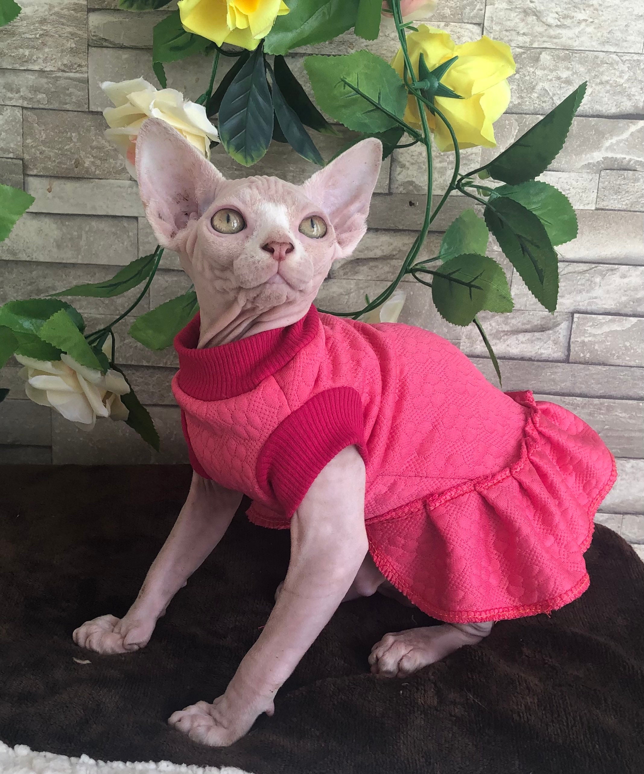 Dress for Sphynx kittens.Clothes for cat.Outfit for kitten Etsy