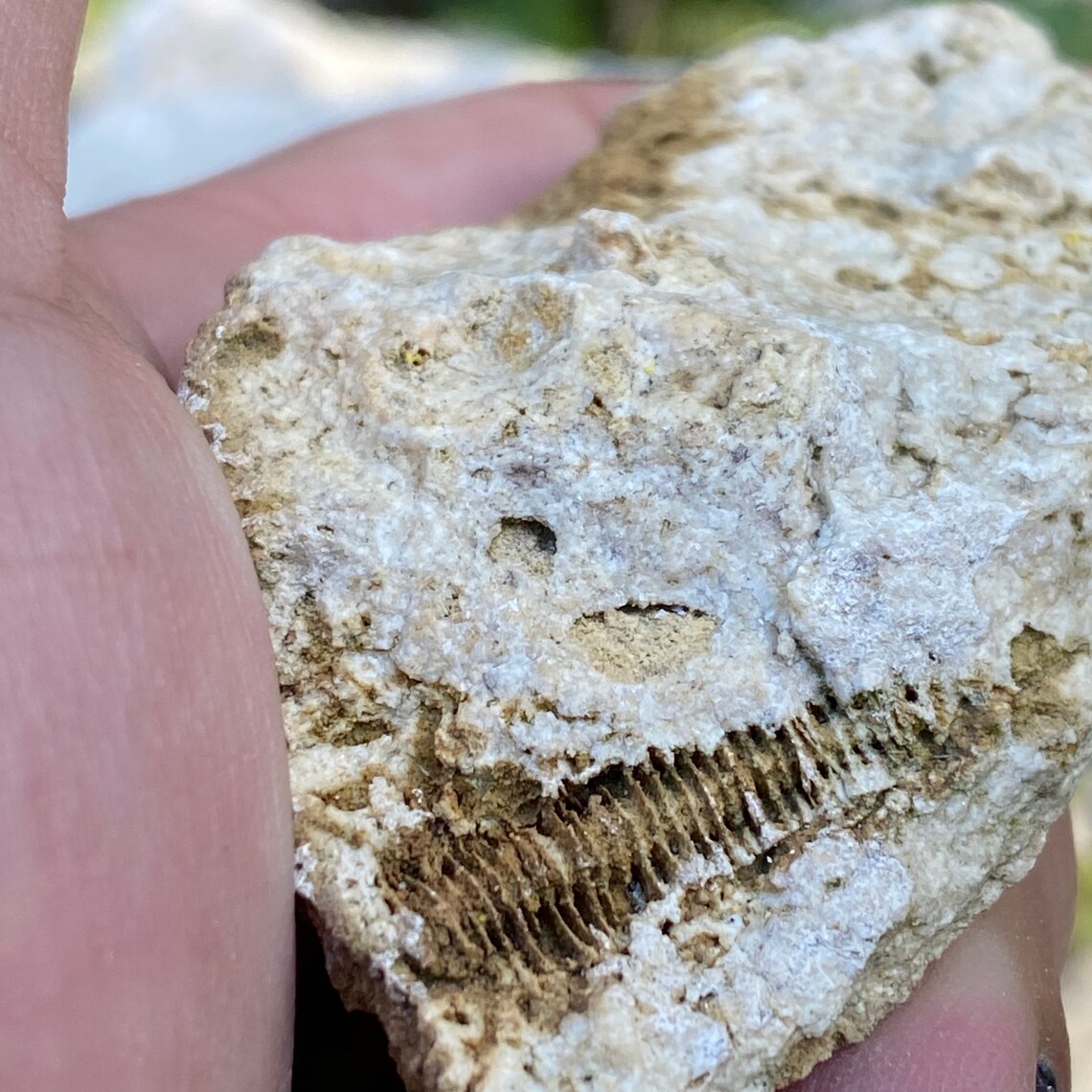 Genuine Real Crinoid Fossil Rock. You will receive a handful | Etsy