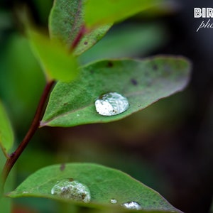 May include: A close-up of a green leaf with two water droplets on it. The droplets are round and clear, reflecting the light. The leaf is part of a plant with a red stem.