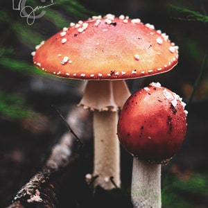 Fly Agaric Cozy Up (Digital)