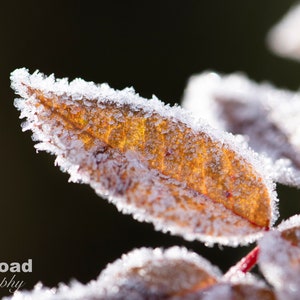 Frosty Plants