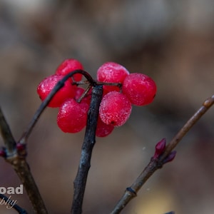 Frosty Berries (Digital)