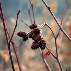 Warm Colored Pinecones