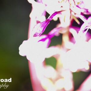Fireweed in a Flash