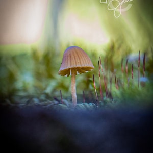 Hypnotic Mycena Mushroom (Digital)