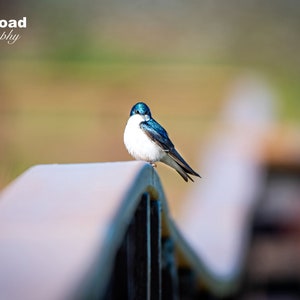 Common House Martin