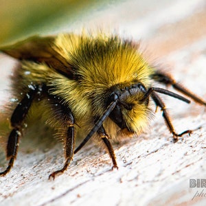 Hommel