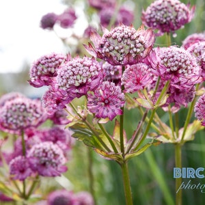 Great Masterwort