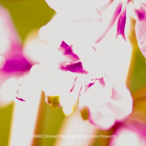 Fireweed Muted
