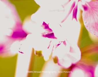 Fireweed Muted