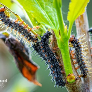 Caterpillars