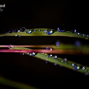 Raindrops on Blades of Grass