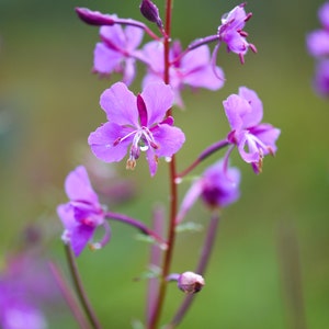Fireweed