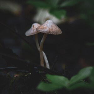 Fairy Bonnets, Genus Mycena