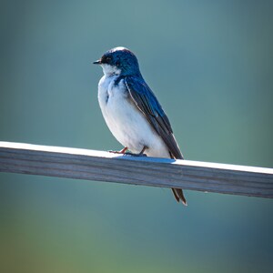 Lone Martin