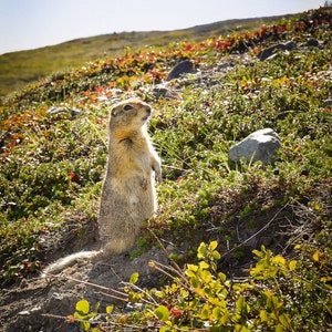 Who, Me? Gopher