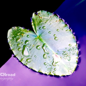 Lily Pad Water