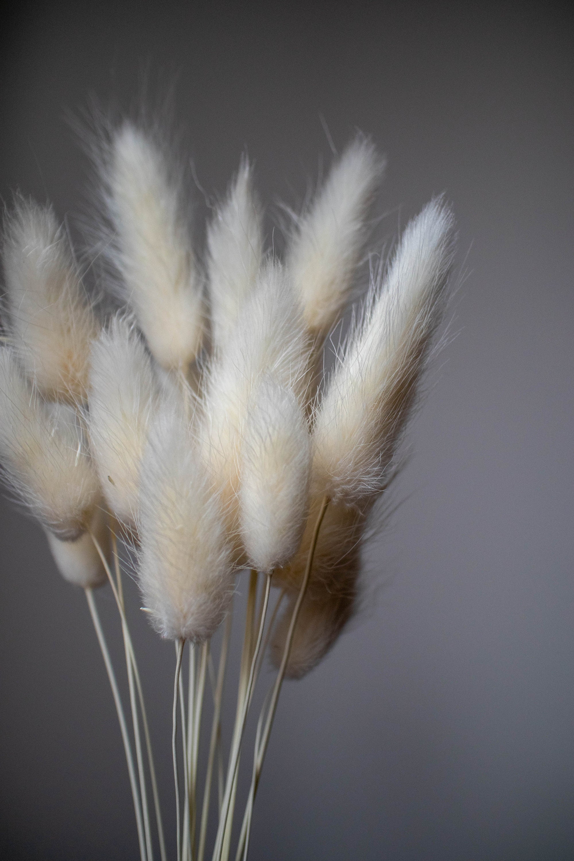 Bleached dried bunny tails White bunny tails Lagurus dried Etsy