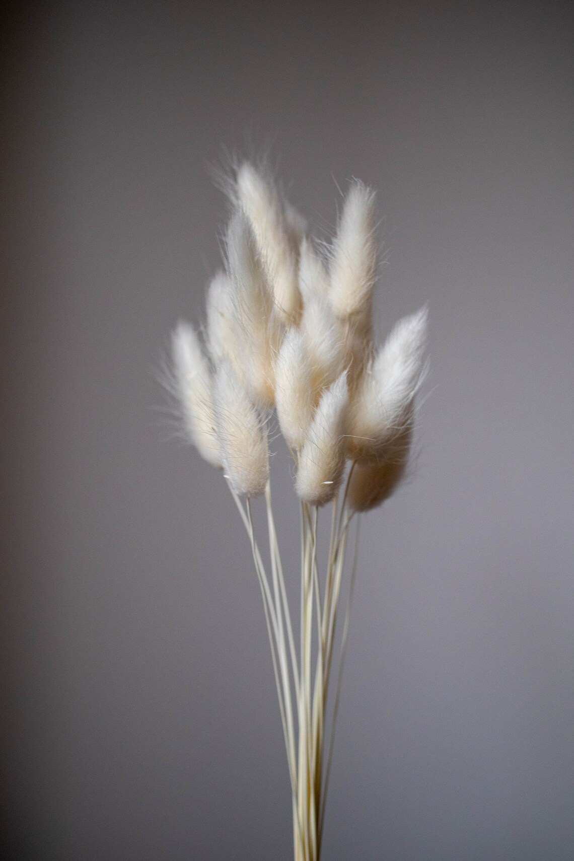 Bleached dried bunny tails White bunny tails Lagurus dried Etsy