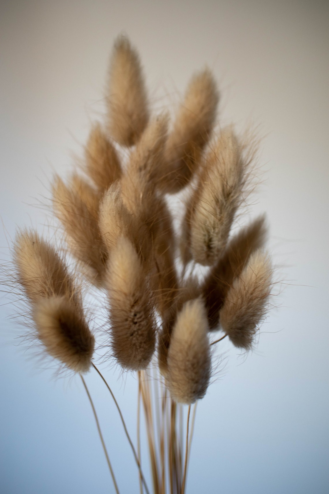 Natural Fluffy Bunny Tails Natural Dried Lagurus Grass Bunch Etsy